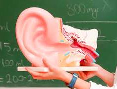 Introduction à la kinésithérapie vestibulaire : tests cliniques et prise en charge